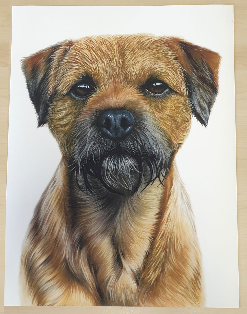 Border Terrier Canvas or Giclee Print